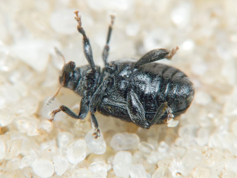 Tachyerges salicis (Linnaeus, 1758)